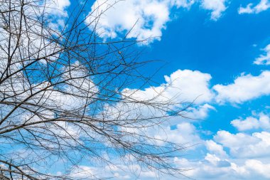 Trees are left with branches Silhouettes of trunks and branches a meadow soil in a rice field with fluffy clouds blue sky daylight background.