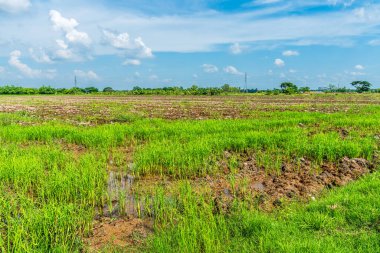 Pirinç tarlasının yeşil çimenli manzarası. Mısır tarlası ya da Asya 'da tarım hasadı. Kabarık bulutlu mavi gökyüzü arka planı..