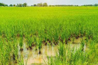 Pirinç tarlasının yeşil çimenli manzarası. Mısır tarlası ya da Asya 'da tarla hasat zamanı, gün ışığında..