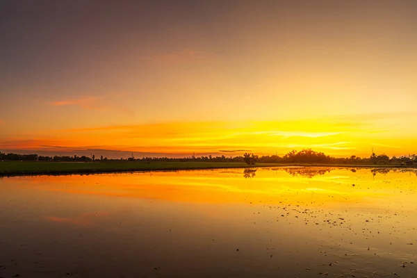 Scenic View Landscape Cornfield Mud Water Reflection Twilight Blue Bright — Stock Photo, Image