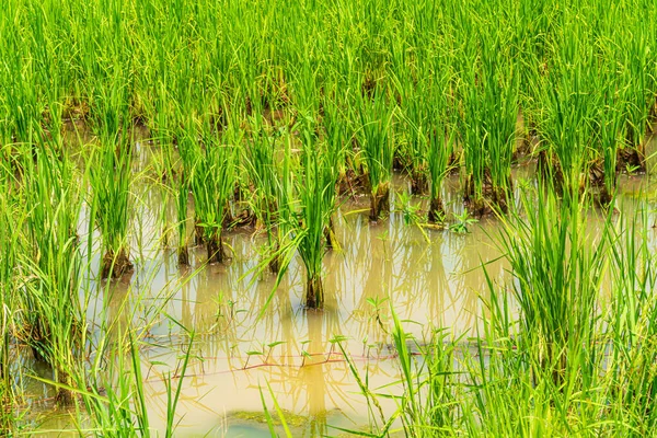 Живописный Пейзаж Рисового Поля Зеленая Трава Полевым Кукурузным Полем Азии — стоковое фото