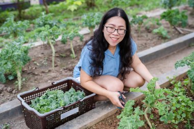 Asyalı mutluluk. Makas kullanan genç çiftçi kadın evdeki sebze organik bahçesinde yeşil lahana kesiyor. Sağlık ve antioksidan açısından yararlı..