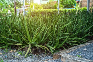 Aloe vera bitkileri (kaktüs - sulu bitki) bu bitkiler sıcak yetişir ve birçok faydası olur. Bahçede bitki yetiştirir ve evi süslerler..