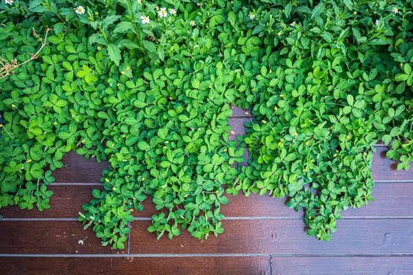 Hojas Vid Verde Suelo Tablones Madera Que Crece Naturalmente Fondo —  Fotos de Stock