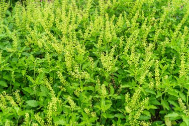 Tayland fesleğeni tarlası çiçek açan ve beyaz yapraklı büyük tatlı fesleğen ağacı. Güneydoğu Asya 'ya özgü fesleğenin arka planında bulunan organik bahçe bahçesinde yetişen bitki yetiştirme bitkisi..