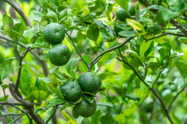 Yeşil limonlar bahçedeki limon ağacında yetişir. Arka planda turunçgiller hasat edilir..