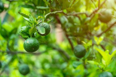 Yeşil limonlar bahçedeki limon ağacında yetişir. Arka planda turunçgiller hasat edilir..