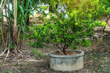 Bahçedeki çimento havuzunda yetişen yeşil limon ağaçları Tayland turunçgilleri..