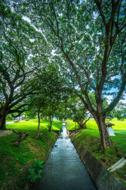 Halka açık bir yer geniş bir çim ve Park 'ta büyük bir ağaç manzarası ile rahatlamak için doğal orman dağ manzarası Chiang Mai Üniversitesi' nde beyaz bulutlu bir arka plan..