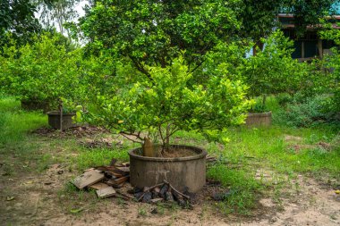 Bahçedeki çimento havuzunda yetişen yeşil limon ağaçları Tayland turunçgilleri..