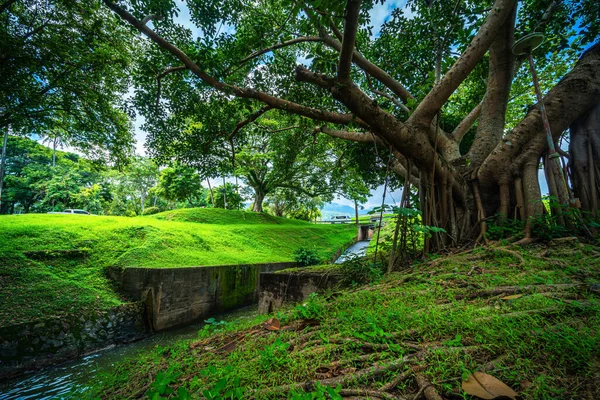 Halka açık bir yer geniş bir çim ve Park 'ta büyük bir ağaç manzarası ile rahatlamak için doğal orman dağ manzarası Chiang Mai Üniversitesi' nde beyaz bulutlu bir arka plan..