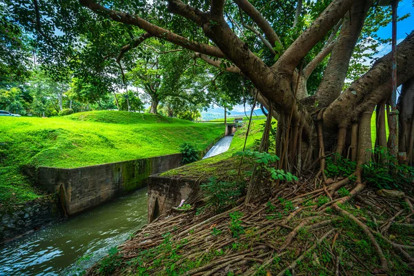 Halka açık bir yer geniş bir çim ve Park 'ta büyük bir ağaç manzarası ile rahatlamak için doğal orman dağ manzarası Chiang Mai Üniversitesi' nde beyaz bulutlu bir arka plan..