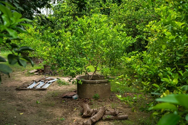Bahçedeki çimento havuzunda yetişen yeşil limon ağaçları Tayland turunçgilleri..