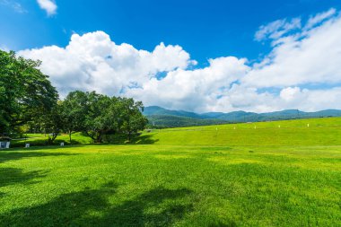 güzel yeşil çimenler doğa orman dağ manzaraları hava atmosferi parlak mavi gökyüzü arkaplan soyut beyaz bulutlu açık arkaplan dokusu.