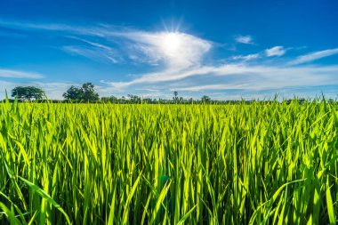 Pirinç tarlasının yeşil çimenli manzarası. Mısır tarlası ya da Asya 'da tarım hasadı. Kabarık bulutlu mavi gökyüzü arka planı..