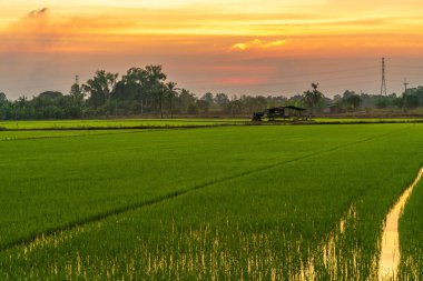 Pirinç tarlasının manzaralı yeşil çimen tarlası ya da Asya 'da tarım hasadı. Kabarık bulutlu mavi gökyüzü akşam arkaplanı..
