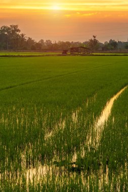 Pirinç tarlasının manzaralı yeşil çimen tarlası ya da Asya 'da tarım hasadı. Kabarık bulutlu mavi gökyüzü akşam arkaplanı..