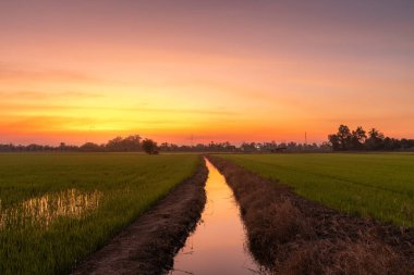 Pirinç tarlasının manzaralı yeşil çimen tarlası ya da Asya 'da tarım hasadı. Kabarık bulutlu mavi gökyüzü akşam arkaplanı..
