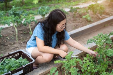 Asyalı mutluluk. Makas kullanan genç çiftçi kadın evdeki sebze organik bahçesinde yeşil lahana kesiyor. Sağlık ve antioksidan açısından yararlı..
