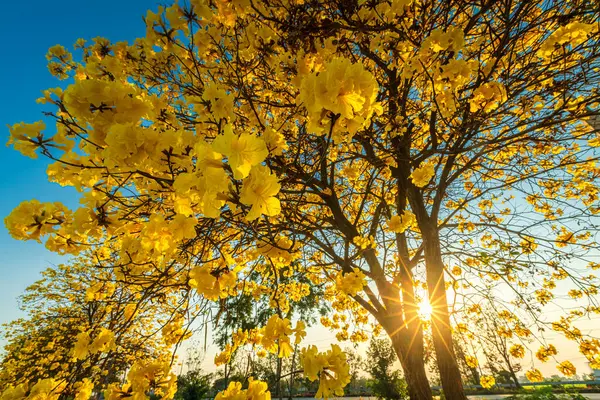 Güzel açan Sarı Tabebuia Chrysotricha çiçekleri bahar günü parkla birlikte Tayland 'da akşam arkaplanı.