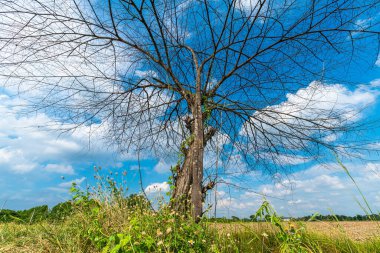 Ağaçlar dallarla, ağaç gövdeleri ve dallarla bırakılır pirinç tarlasında bir çayır toprağı ve yumuşacık bulutlarla mavi gökyüzü arka planı.