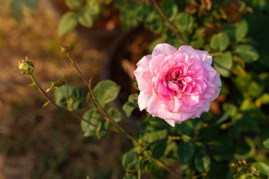 Gül bahçesinde açan pembe gül yeşil arka planda pembe güller sevgililer günü konsepti