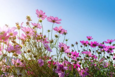 Pembe çiçekler kozmos bahçede güzel bir çiçek açar. Baharda, güneş ışığı altında, parlak mavi gökyüzü arka planında.