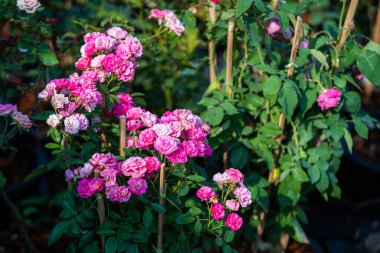 Gül bahçesinde açan kırmızı ve pembe gül yeşil arka planda kırmızı ve güller sevgililer günü konsepti