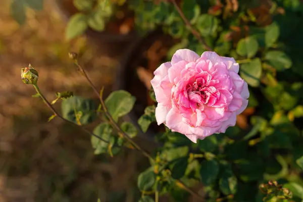 Růžová Růže Květ Růžové Zahradě Zeleném Pozadí Příroda Růžové Růže Stock Snímky