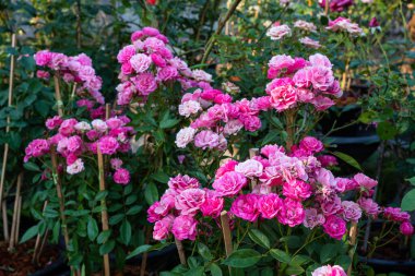 Gül bahçesinde açan pembe gül yeşil arka planda pembe güller sevgililer günü konsepti