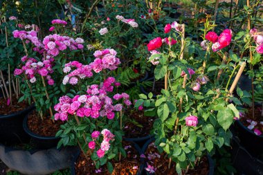 Gül bahçesinde açan kırmızı ve pembe gül yeşil arka planda kırmızı ve güller sevgililer günü konsepti