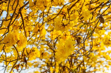 Güzel açan Sarı Tabebuia Chrysotricha çiçekleri bahar günü parkla birlikte Tayland 'da akşam arkaplanı.