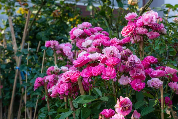 Růžová Růže Květ Růžové Zahradě Zeleném Pozadí Příroda Růžové Růže Stock Snímky
