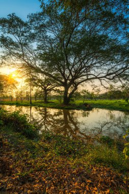 Güzel sonbahar manzarası şehir parkının kıyısındaki göl kenarındaki büyük ağaç yeşil çayırların ve yaz akşamları pek çok ağacın arasında gün batımında arka planda..