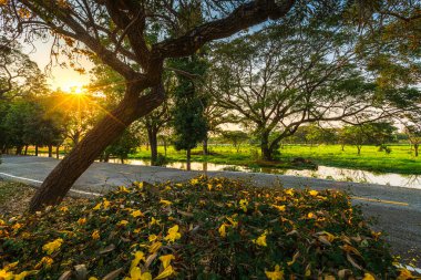 Güzel açan sarı Tabebuia Chrysotricha sarı trompet çiçekleri baharda parkla birlikte Tayland 'ın arka planında çiçek açıyor..