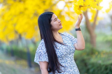 Mutlu rahatlatıcı Asyalı güzel çiçekli güzel sarı Tabebuia Chrysotricha çiçekli kadın bahar günü parkla birlikte Tayland 'da akşam arkaplanında.