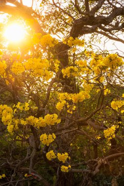 Güzel açan Sarı Tabebuia Chrysotricha çiçekleri bahar günü parkla birlikte Tayland 'da akşam arkaplanı.