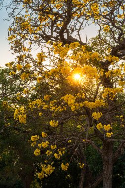 Güzel açan Sarı Tabebuia Chrysotricha çiçekleri bahar günü parkla birlikte Tayland 'da akşam arkaplanı.