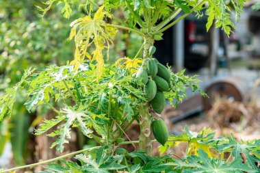 Yeşil Papaya arka planda Tayland 'da papaya ağacı bırakıyor.