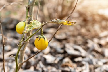 Sarı Taze Hollanda patlıcan (Solanum Aculeatissimum Jacq) bitkinin gövdesiyle birlikte organik sebze bahçesinde asılı Tayland çizgili patlıcan.