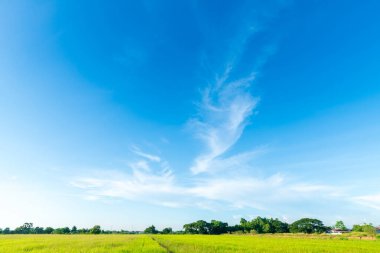 Güzel pirinç tarlası yeşil çimen, tarla tarlası, hava atmosferi parlak mavi arka plan, soyut açık doku, beyaz bulutlar..