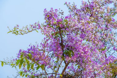 Güzel bir bungor (Lagerstroemia loudonii Teijsm. Çiçekler Tayland bungor ağacı ve yeşil yapraklar baharda parkla birlikte mavi gökyüzü arka planında Tayland.