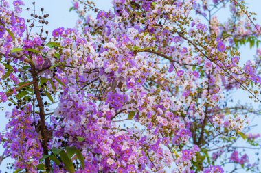 Güzel bir bungor (Lagerstroemia loudonii Teijsm. Çiçekler Tayland bungor ağacı ve yeşil yapraklar baharda parkla birlikte mavi gökyüzü arka planında Tayland.