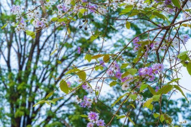 Güzel bir bungor (Lagerstroemia loudonii Teijsm. Çiçekler Tayland bungor ağacı ve yeşil yapraklar baharda parkla birlikte mavi gökyüzü arka planında Tayland.