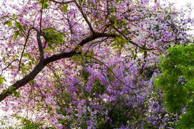 Güzel bir bungor (Lagerstroemia loudonii Teijsm. Çiçekler Tayland bungor ağacı ve yeşil yapraklar baharda parkla birlikte mavi gökyüzü arka planında Tayland.