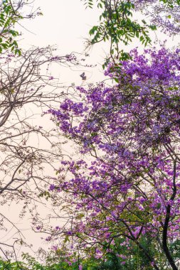 Güzel bir bungor (Lagerstroemia loudonii Teijsm. Çiçekler Tayland bungor ağacı ve yeşil yapraklar baharda parkla birlikte mavi gökyüzü arka planında Tayland.