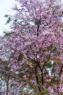 Güzel bir bungor (Lagerstroemia loudonii Teijsm. Çiçekler Tayland bungor ağacı ve yeşil yapraklar baharda parkla birlikte mavi gökyüzü arka planında Tayland.