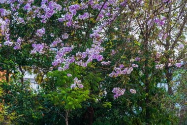 Güzel bir bungor (Lagerstroemia loudonii Teijsm. Çiçekler Tayland bungor ağacı ve yeşil yapraklar baharda parkla birlikte mavi gökyüzü arka planında Tayland.
