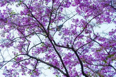 Güzel bir bungor (Lagerstroemia loudonii Teijsm. Çiçekler Tayland bungor ağacı ve yeşil yapraklar baharda parkla birlikte mavi gökyüzü arka planında Tayland.