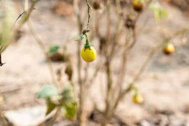 Sarı Taze Hollanda patlıcan (Solanum Aculeatissimum Jacq) bitkinin gövdesiyle birlikte organik sebze bahçesinde asılı Tayland çizgili patlıcan.